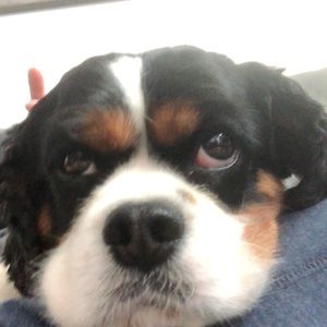 Meet your Posher, Patrick